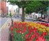 Downtown Albany FreeNet